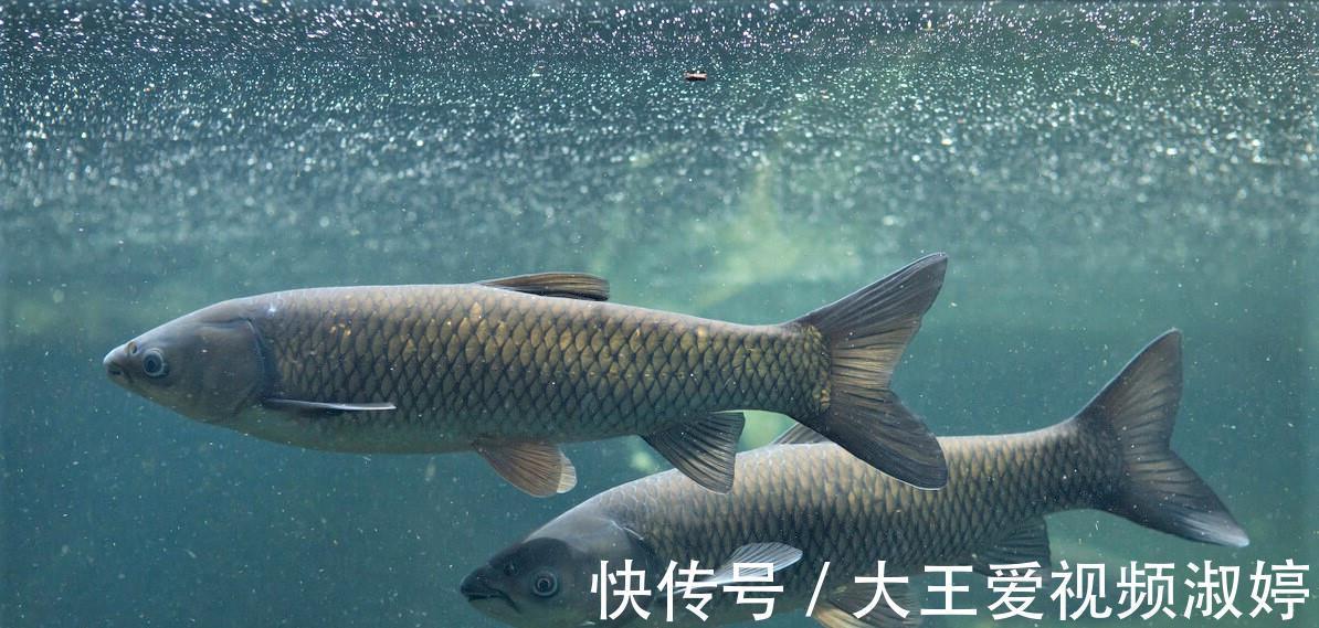 玉米|夏天钓草鱼,掌握简单几点,新手一样连竿