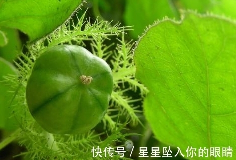 止咳|农村常见的一种野果,能够清肺止咳,还可用于祛除皮肤角质