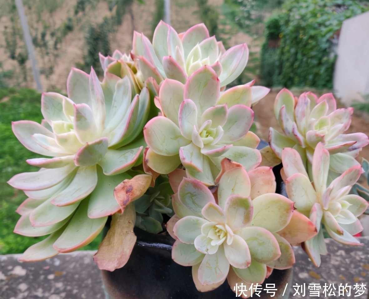 杆子|大水桩丝绸面纱的脱变,越控越小,杆子也越来越粗