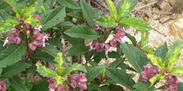 摘几片叶子揉一下,即可止痒,当凉茶喝,上火即见效,人称鬼灯笼