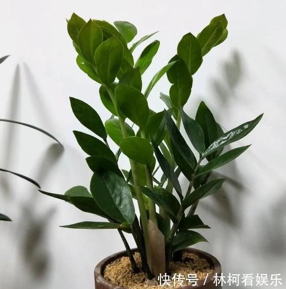 多肉植物|家里盆栽4种懒人植物,不积水、不缺水,就不用再看''脸色''