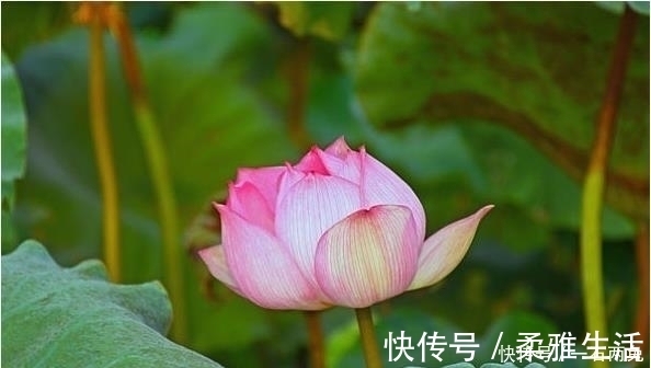 有福气|最有福气的4种脚相，此生衣食无忧，脚底踩黄金大富大贵！