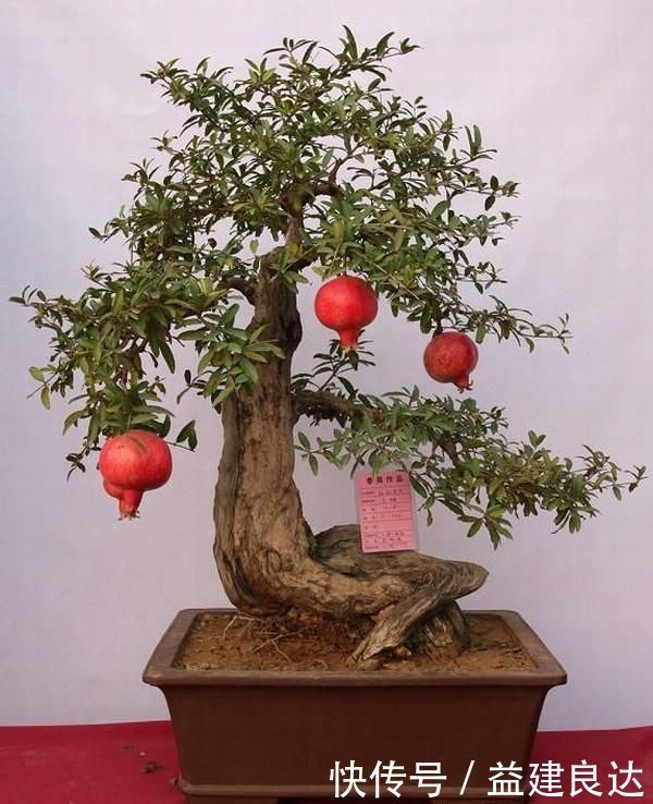 极品水果盆景,这辈子能有一盆,就值了