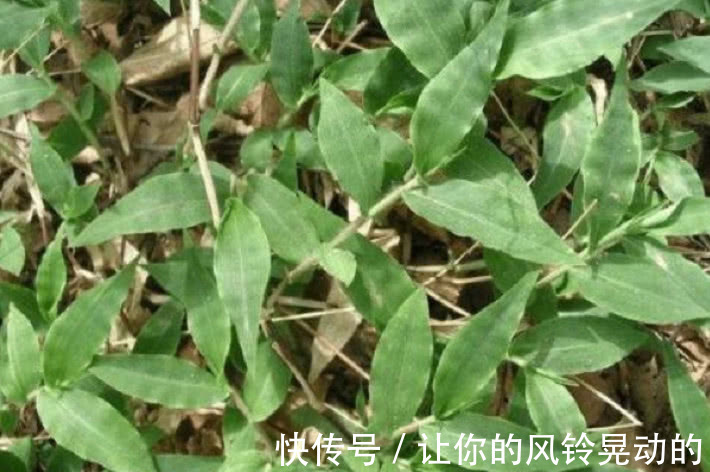 竹叶|野外一种长得像竹叶的野草,曾是皇室用品,人称“帝王之草”