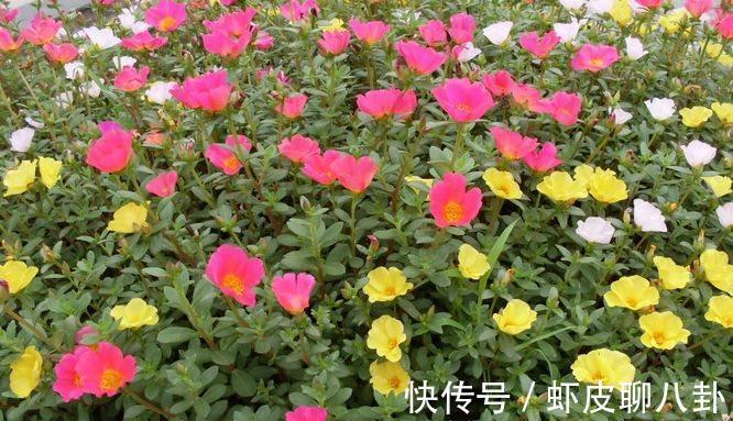 阳台上|农历十一月大雪过后，养什么花？家里养3种花，繁花似锦四时喜庆