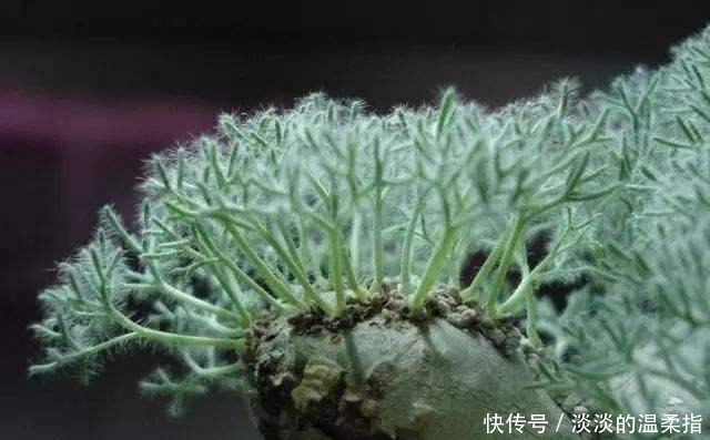 世界上最珍贵的花,其中一些花,比金子还要值钱,有你知道的吗