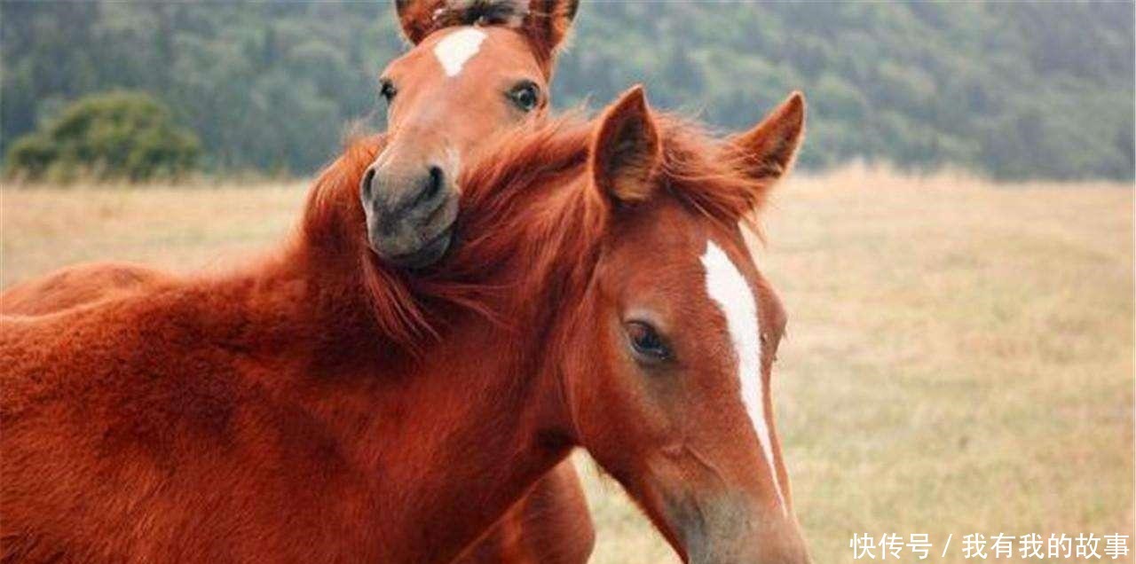 坐骑|三国时期,关羽和吕布的坐骑都很有名,可张飞的坐骑才叫霸气
