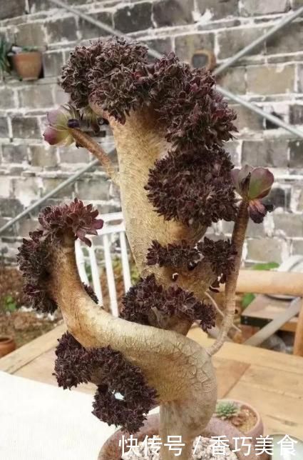 想要多肉变形教你4招缀化方法,第3种1周就能变成鸡冠头