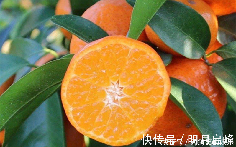 砂糖|“砂糖橘”都是带叶子卖,究竟是什么原因,原来里面藏着“猫腻”