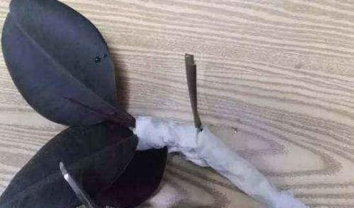 家里常用的卫生纸,拿来养花原来有这奇效,大白根窜的止不住