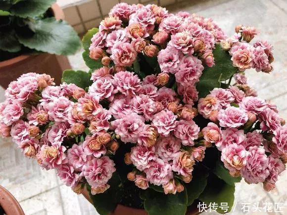 花苞|1盆长寿花长出“25根”花箭,掌握“4个技巧”,你也可以做到