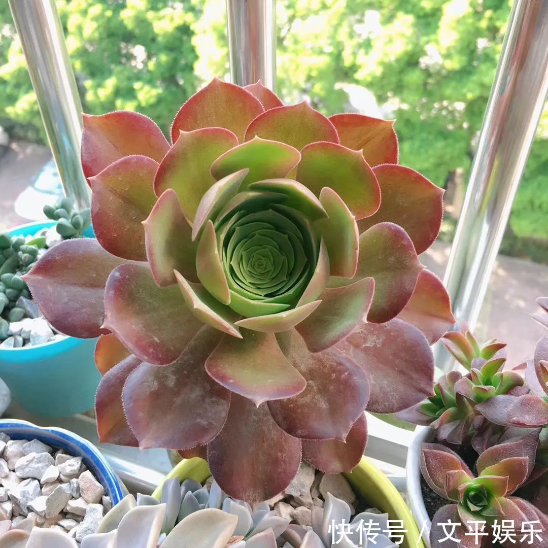 一组逆袭成功的多肉给它时间,它就会给你好看!