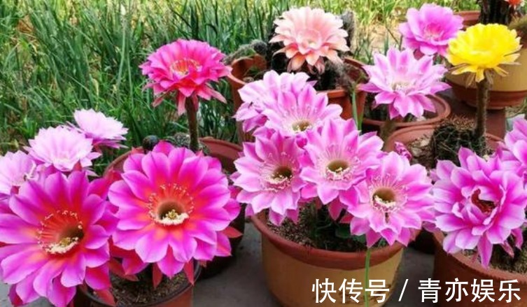 “4种花”最好养,半月浇水一次,花开压弯枝头,适合新手养!