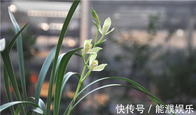 养兰花,牢记1个字,兰花蹭蹭长,枝叶油绿花娇俏!