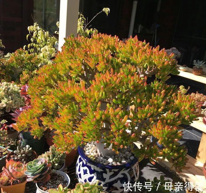 叶片|客厅见树，十家九富，6种富贵树，随便养一盆，子孙一直富