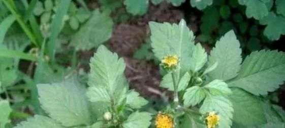 山野|山野常见的“鬼针草”,最爱粘衣服,烦人的很,却是“治病良药”