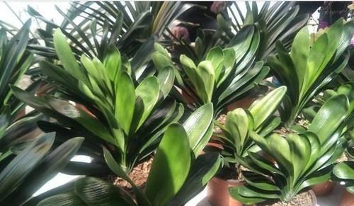  “懒养”君子兰，一年不施肥，叶片油亮，花朵娇艳，花开四季不断