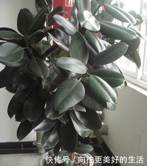 橡皮树，一刀剪得光秃秃，这样养护，起死回生冒新枝！