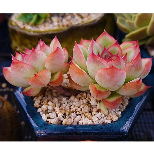 老手都抢着养的多肉，不徒长容易出状态，养在阳台超美的