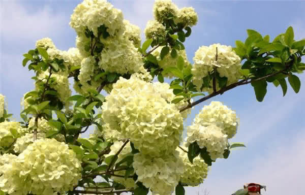 3种花“美若天仙”,花色超仙,花香浓郁,一年开花多次,很值得拥有