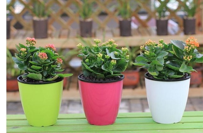 酸二氢钾|冬天最适合养以下几种花,好养又易爆盆,零下的温度也冻不死