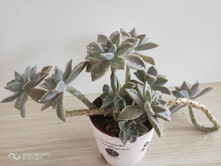 状态一般的多肉们，在我这儿已经是最美的存在了！
