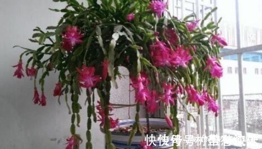 捡“1物”扔水里就是养花“万能水”,养啥旺啥,比花肥强10倍