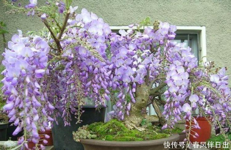 4种花养在家里,好养活还不贵,寓意也是超好的