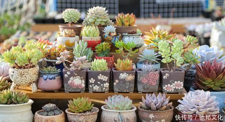 多肉要“安全”度夏,春天下功夫,养到膘肥体满,抗性好,不会挂