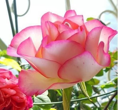 4种福运花,自带福气好养活,谁见了都喜欢,婀娜多姿