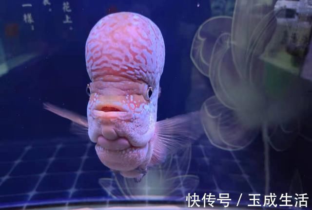 新手养鱼,会有一个非常统一的举动,不知道你有没有?