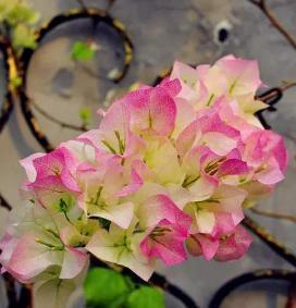 花盆里出现这“玩意”，啥花都“活不长”，看看你的有没有