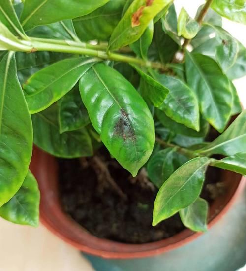 花市看到这4种花再喜欢也别买，买回来就是花钱给自己添麻烦