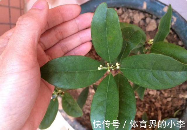 这2种花你确定不养吗,随便都能扦插繁殖,越养越多还能卖