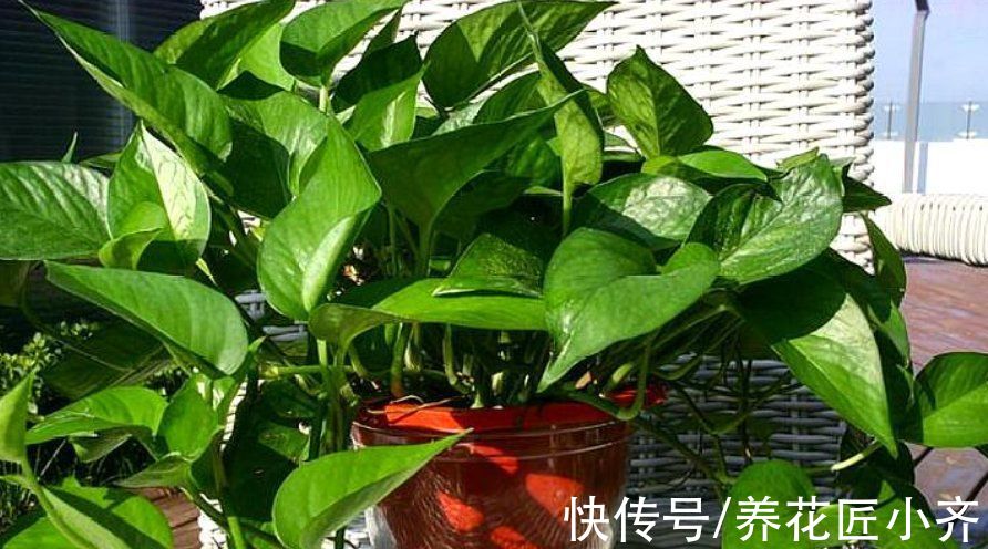 现在各种专用肥层出不穷，新手养花别盲目买，没啥意思