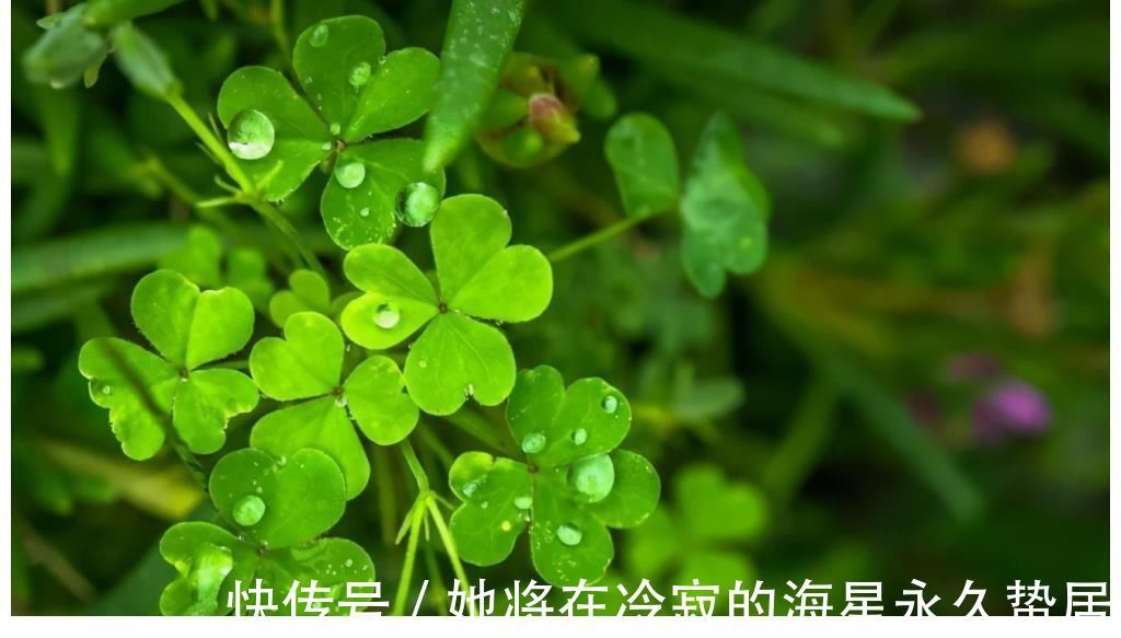 三叶酸草|很多人只吃叶子，不知底下藏着“水晶萝卜”，价值很珍贵，莫忽视