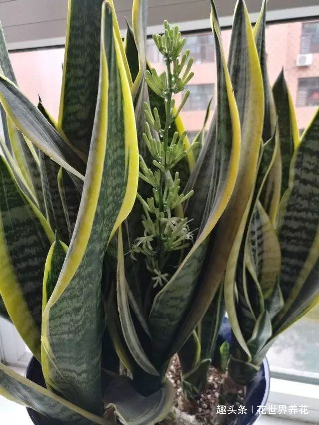 老妈浇2个水，虎皮兰蹭蹭窜到2米高，侧芽爆不停，开花多又香