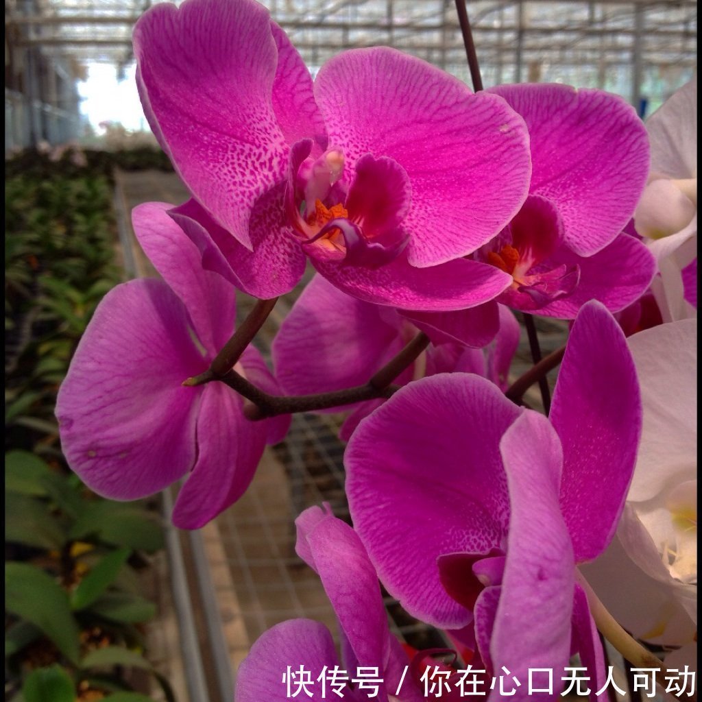 花卉|喜欢在家中养护花卉,就选花期长,花色艳丽的3种花卉,值得拥有