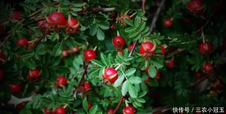 天山雪莲|全身是宝的野果,价格比黄金贵,但很多人不认识都糟蹋了