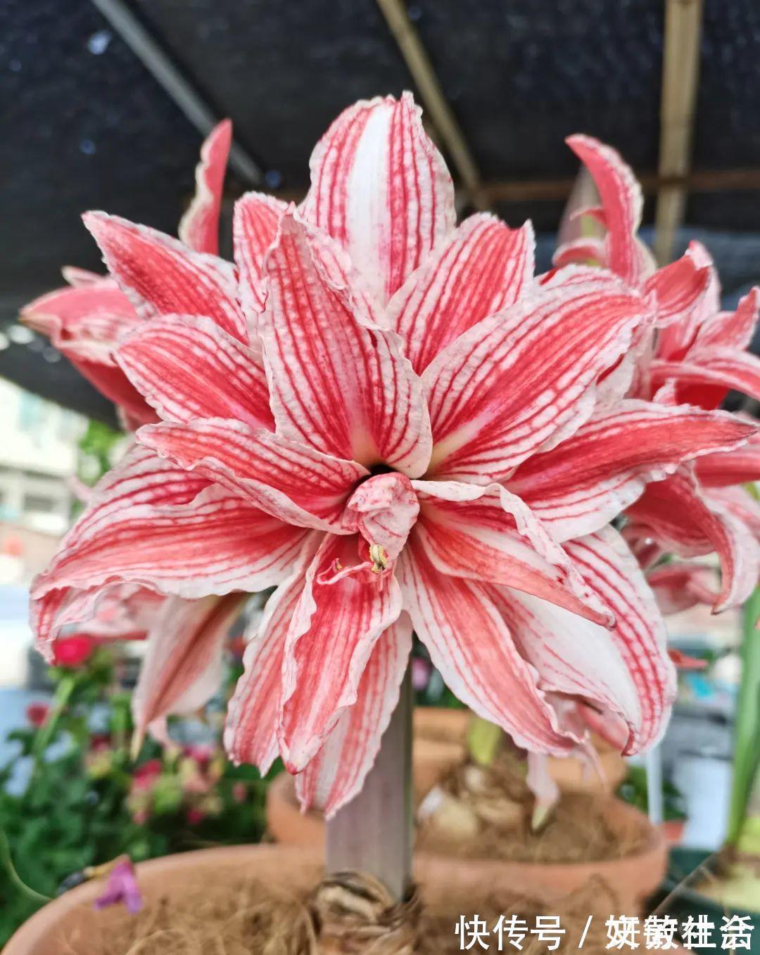 家里养盆朱顶红,开花个个比脸大,牛年养它“注定红”!