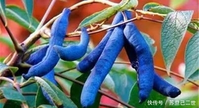 火天桃|世界上最罕见的15种水果, 你们吃过几种呢?