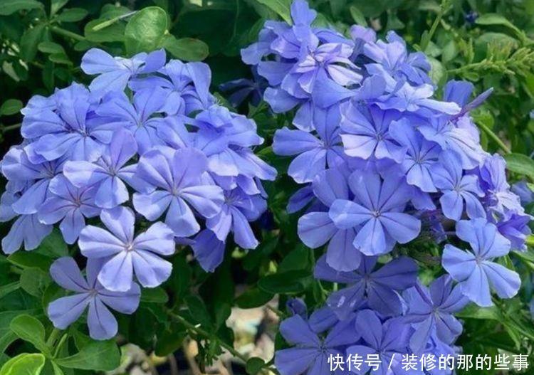 几种适合冬季养的漂亮花,好活易爆盆,花美心情好