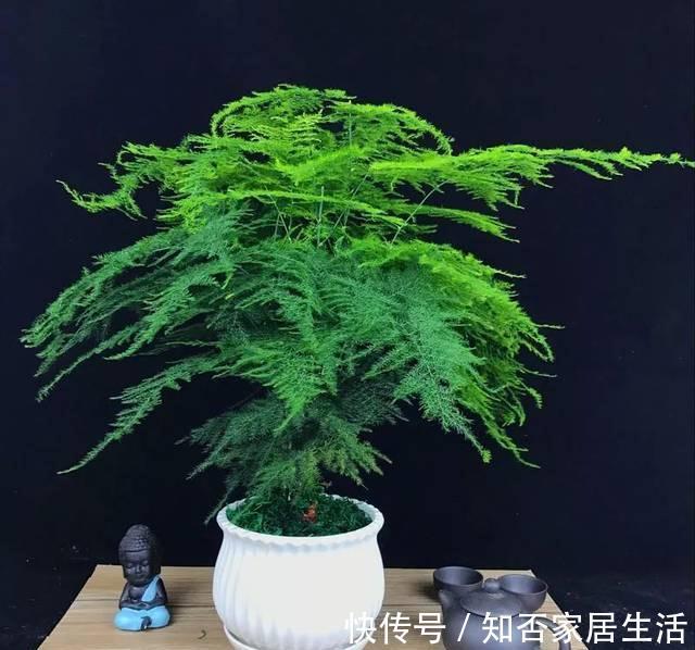 9种盆栽“耐阴王”,不见太阳也长得旺,养在家里超有范