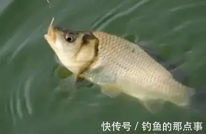 春钓鲫鱼,钓鱼点的河水有这几种“特征”,里面有大鱼群
