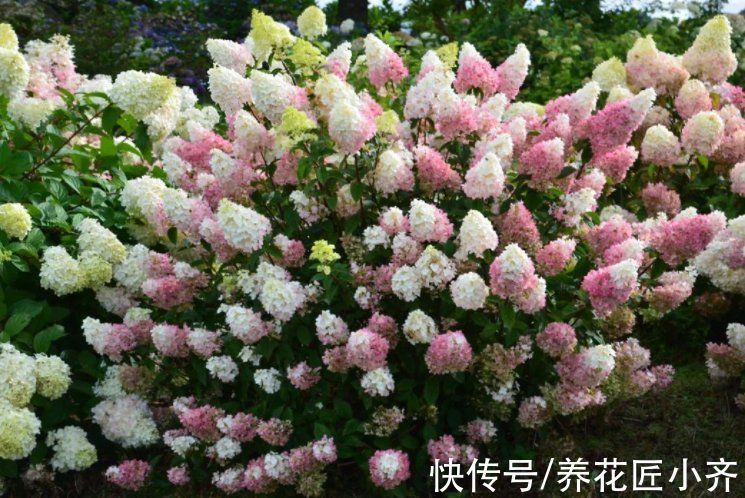 栀子花|秋季修剪有“风险”，家中养的5种花不能剪，否则明年没花看