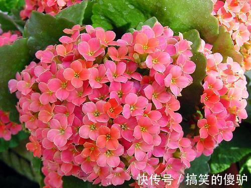 家家都养的长寿花、蟹爪兰,入秋这样养护,花期提前能开好几茬