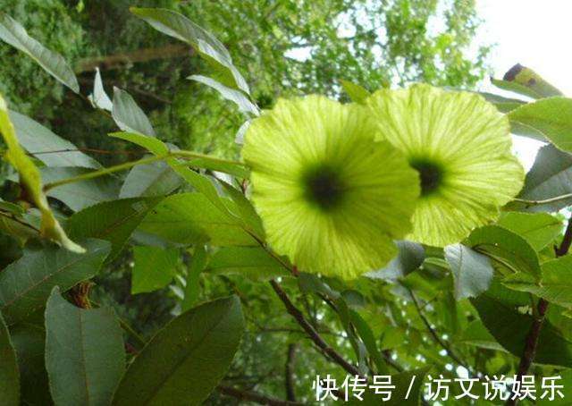 麦冬|农村常见的一种东西,每天吃10克,帮你对抗糖尿病、水肿肥胖