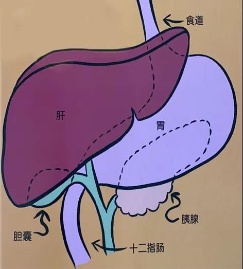 胆汁|【儿医说】有趣的“食物的消化道之旅”，通俗，易懂，快讲给孩子听吧