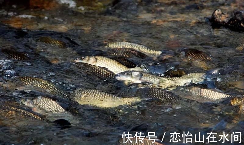 冬季鱼儿上浮不吃饵,应该采取什么措施应对