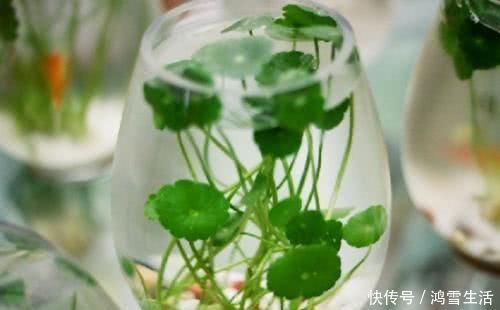 号称“最长寿花”的3种花，“丢水里”就能活，一株能活几十年